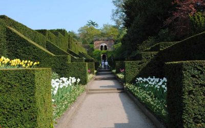 Comment bien choisir la haie pour son jardin ?